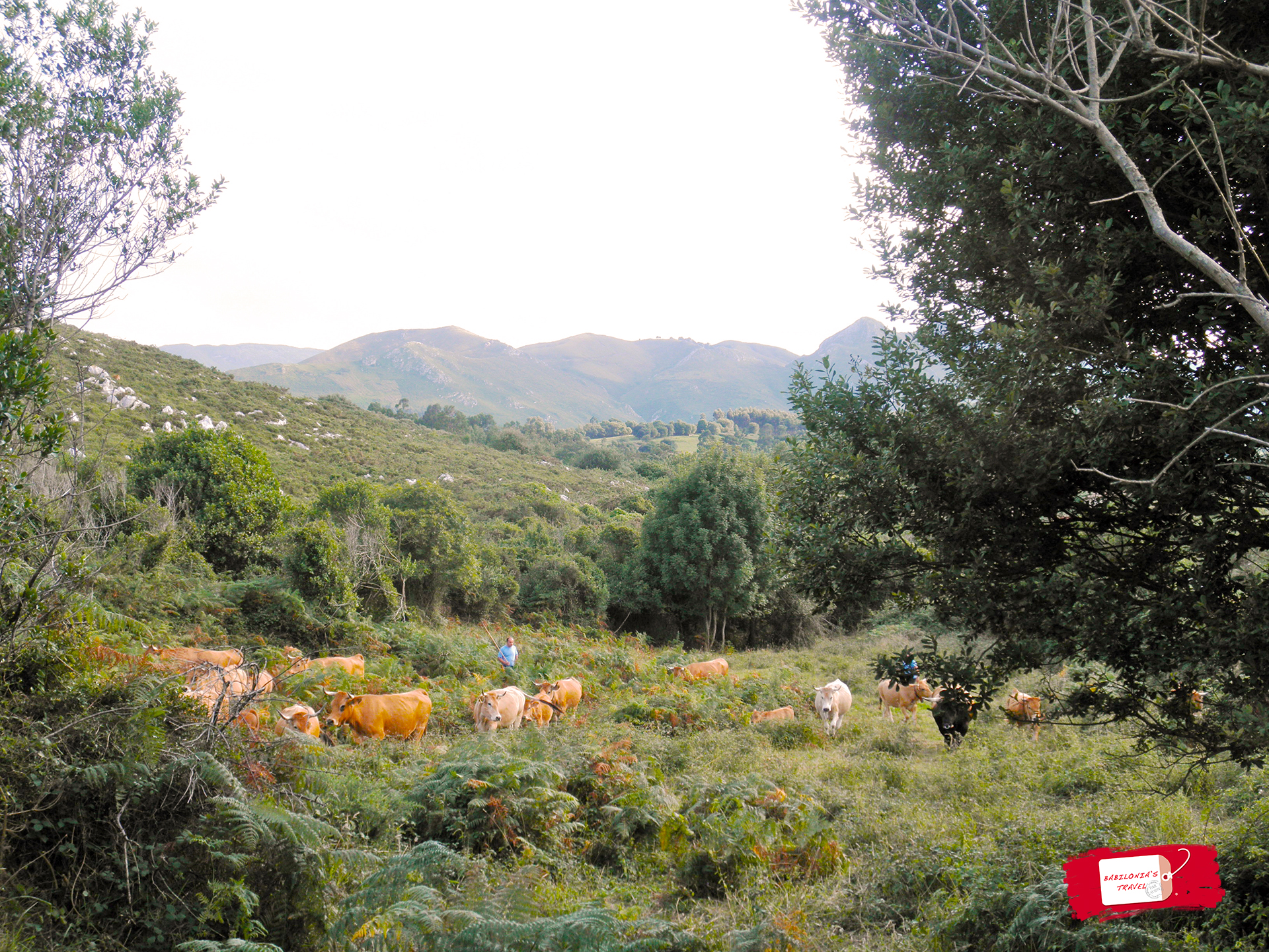 vacas asturias